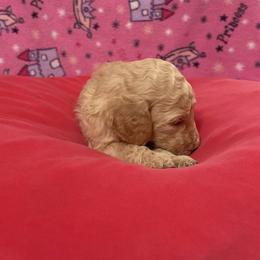 Iris - Apricot female Poodle puppy in Petal, Mississippi from Petal Poodles