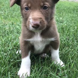Border Collie Puppies from By Design Farm