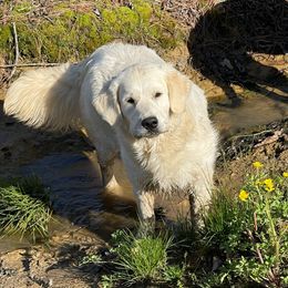 Bell - Golden Retriever