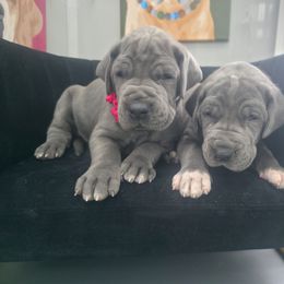 Janet - Blue female Great Dane puppy in Granby, Missouri from HCR Great Danes