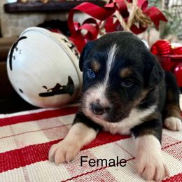 Dancer - Black tri-color female Australian Shepherd puppy in Kaufman, Texas from Martin's Star Ranch Aussies