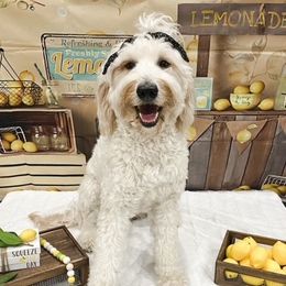 Izzie - Goldendoodle