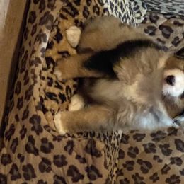 Miniature Australian Shepherd Puppies from Diamond R Aussies