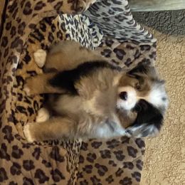 Miniature Australian Shepherd Puppies from Diamond R Aussies