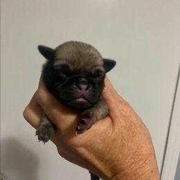 Boy 1 - Fawn male Pug puppy in Olin, North Carolina from Piggy Pugs