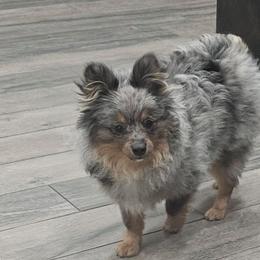 Gray - Pomeranian