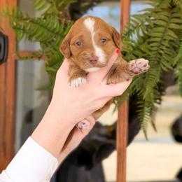 Puppy Pick 4 - Red  female Goldendoodle puppy in Whitesburg, Georgia from Asbury & Co Farms