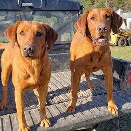 Labrador Retrievers from Torg's Labs
