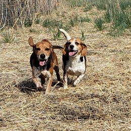 Beagles and Miniature Schnauzers from BB Beagles