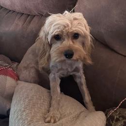 Flower - Goldendoodle