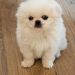 Pekingese Puppies from Amy’s Lil Pekingese