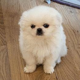 Pekingese Puppies from Amy’s Lil Pekingese