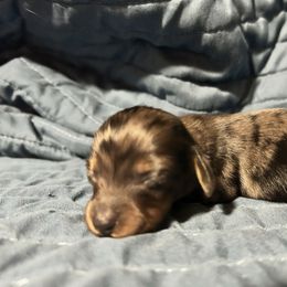 Poppy - Dapple female Dachshund puppy in Vale, Oregon from Hobby Horse Homestead Mini Doxies