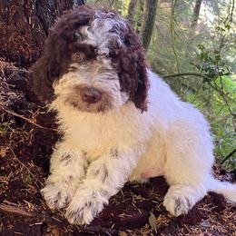 Orange - Brown Lagotto Romagnolo puppy in Westlake, Oregon from Premier Truffles