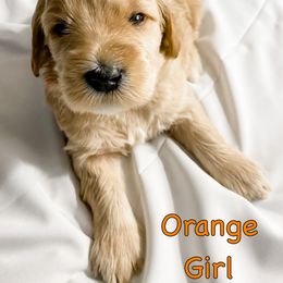 Goldendoodle Puppies from Upper Bay Goldendoodles