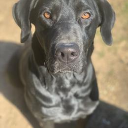 Lova - Labrador Retriever