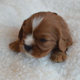 Cavalier King Charles Spaniel Puppies from Diamond Rose Cavalier LLC