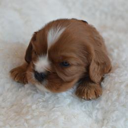 Cavalier King Charles Spaniel Puppies from Diamond Rose Cavalier LLC