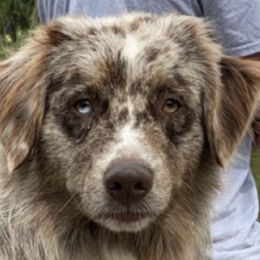 Scout - Miniature Australian Shepherd