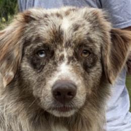 Scout - Miniature Australian Shepherd