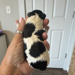 Boy 1 - Black and white male Cavapoo puppy in Nampa,, Idaho from Clig Doodle Days