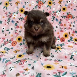 Bonbon - Chocolate female Pomeranian puppy in San Marcos, Texas from Hill Country Poms