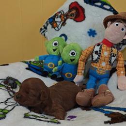 Rex - Red male Cavapoo puppy in Dallas, Texas from Halo's Heroes Doodles
