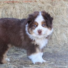 Miniature Australian Shepherd Puppies from Bock's Mini Aussies