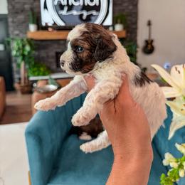 Bernedoodle, Cavapoo, Cavapoochon, Goldendoodle, Poodle, and Yorkipoo Puppies from Anchor Dogs
