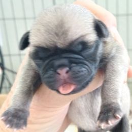 Kringle - Fawn male Pug puppy in Concho Valley, Arizona from Agape Pugs
