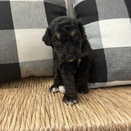 Clove - Black and white male Bernedoodle puppy in Beachwood, Ohio from Paws of the Vineyard