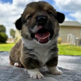 Rowan - Sable male Pembroke Welsh Corgi puppy in Elberta, Utah from 3F Farms- Pembroke Welsh Corgis and Irish Wolfhounds