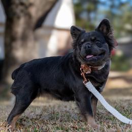 Molly - French Bulldog