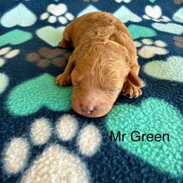 Mr Green - Red  male Goldendoodle puppy in Lowville, New York from Valley View Doodles
