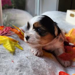 Biewer Terrier and Yorkshire Terrier Puppies from 1.StarDreamPups