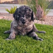 Betsy - female Newfypoo puppy in California from Diaz Family Acres Doodles