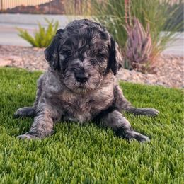Betsy - female Newfypoo puppy in California from Diaz Family Acres Doodles