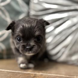 TBD - Blue and white female Chihuahua puppy in Davenport, Florida from Clan Cordovathone