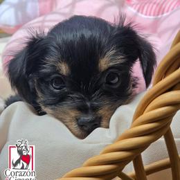 Lucky - Black and tan male Yorkshire Terrier puppy in California from Corazon de gigante