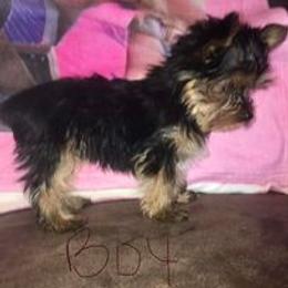 Yorkshire Terrier Puppies from Trennas Rotten Yorkis