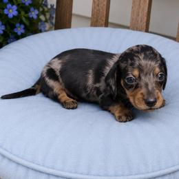 Rowley - Dapple male Dachshund puppy in Augusta, Georgia from Cherokee Hill Dachshunds