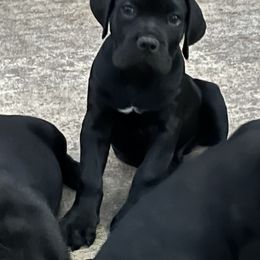Cane Corso and Lowchen Puppies from High Royal Kennel