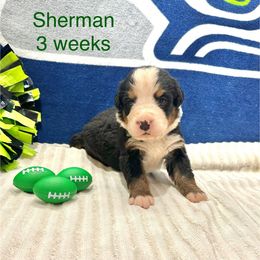 Sherman- Dark Green Collar - Black rust and white male Bernese Mountain Dog puppy in Ravensdale, Washington from Raven Rock Puppies