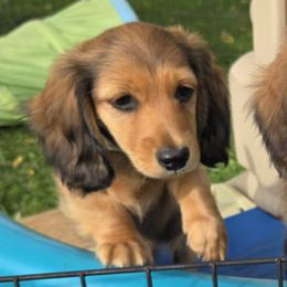 Yellow collar - Red male Dachshund puppy in Orfordville, Wisconsin from Spring Valley Dachshunds