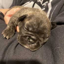 French Bulldog Puppies from Country Lace French Bulldogs
