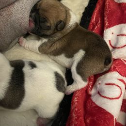 French Bulldog puppies from Amanda Kreeft