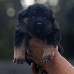 Yellow tiedye collar - Black and red male German Shepherd puppy in Prospect, Connecticut from Di Massimo Canile