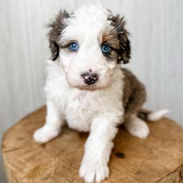 Lucy - Blue merle female Aussiedoodle puppy in Arlington, Washington from Doodle Love Laugh