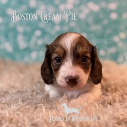 Boston Cream Pie - Chocolate and tan male Dachshund puppy in Rainier, Oregon from Doxies in Wonderland