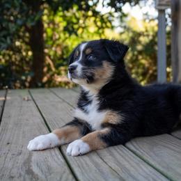 Lindy Bumgardner - Black & white female Australian Shepherd puppy in Statesville, North Carolina from Charming Australian Shepherds